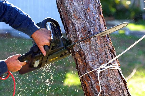 Trusted Grants, NM Tree Care Experts