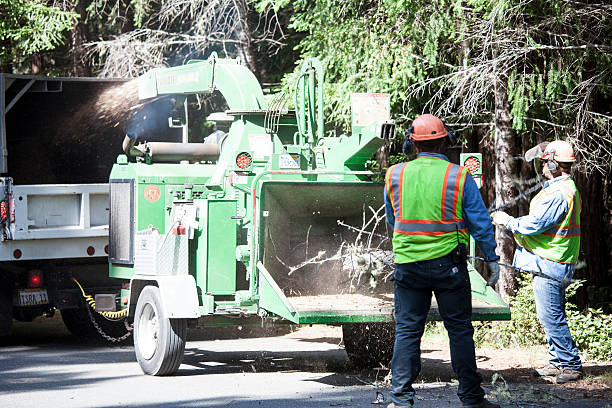 Best Tree Maintenance Programs  in Grants, NM