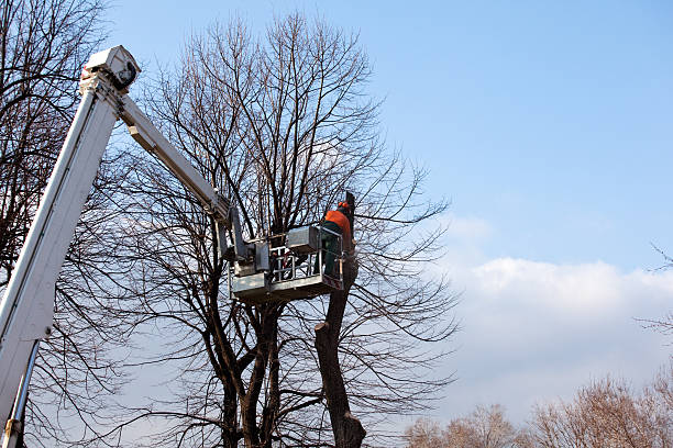 How Our Tree Care Process Works  in  Grants, NM