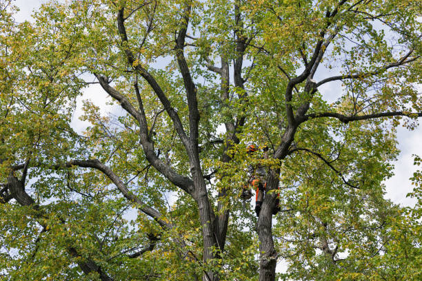 Best Tree Mulching  in Grants, NM